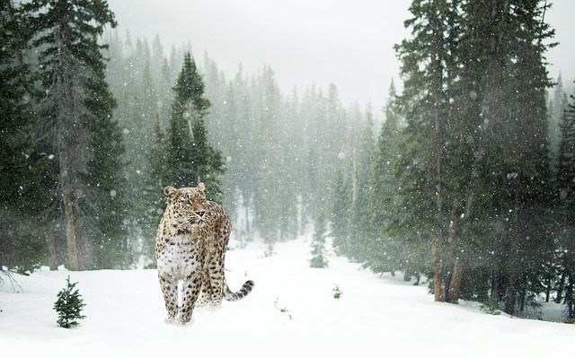 persian leopard 1647940 640