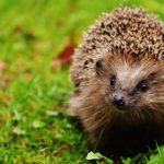 Hedgehog Child 150x150