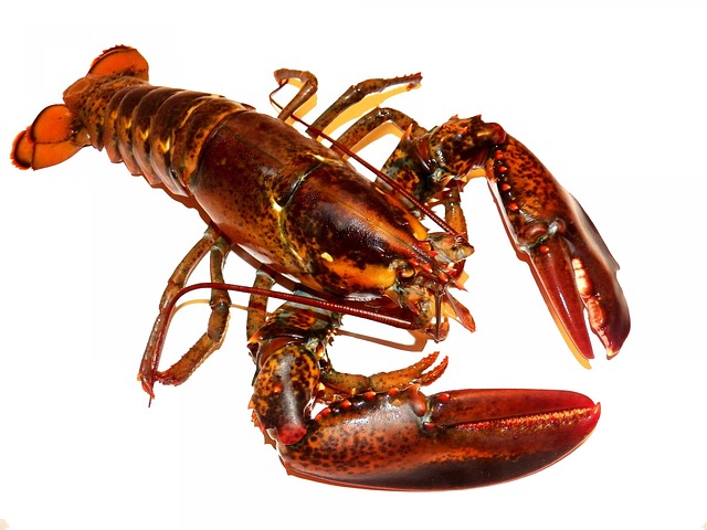 Tasmania’s Giant Lobsters